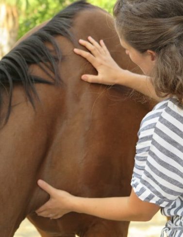 malecot osteopatia osteopathy equine