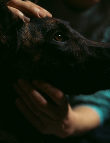 osteopatía canina-barcelona