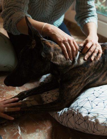 L'ostéopathie pour les chiens